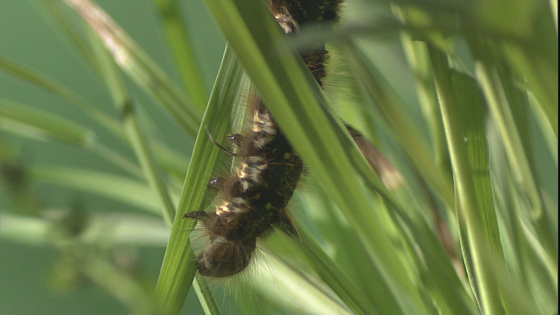 892071869 / Caterpillar / Blade of Grass