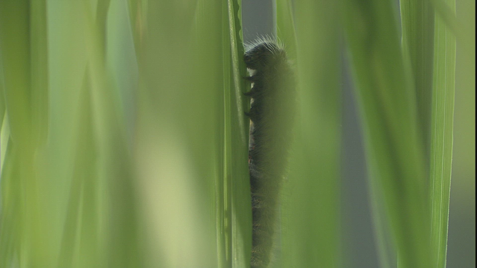 294181881 / Caterpillar / Blade of Grass