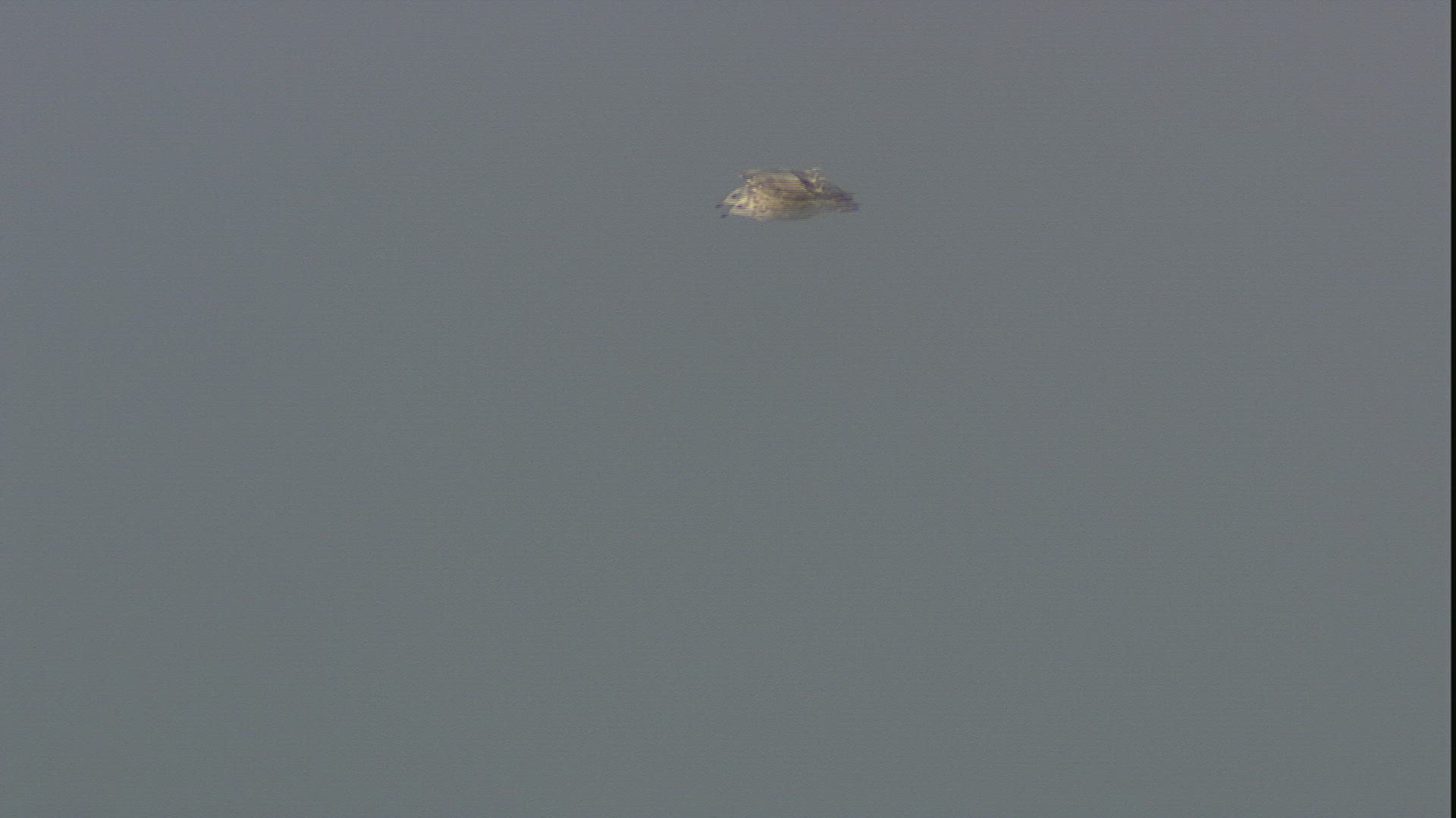 268293732 / Seagull / Gliding