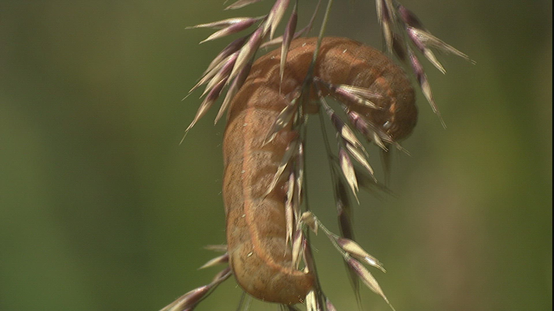319412642 / Caterpillar / Hanging / Grass