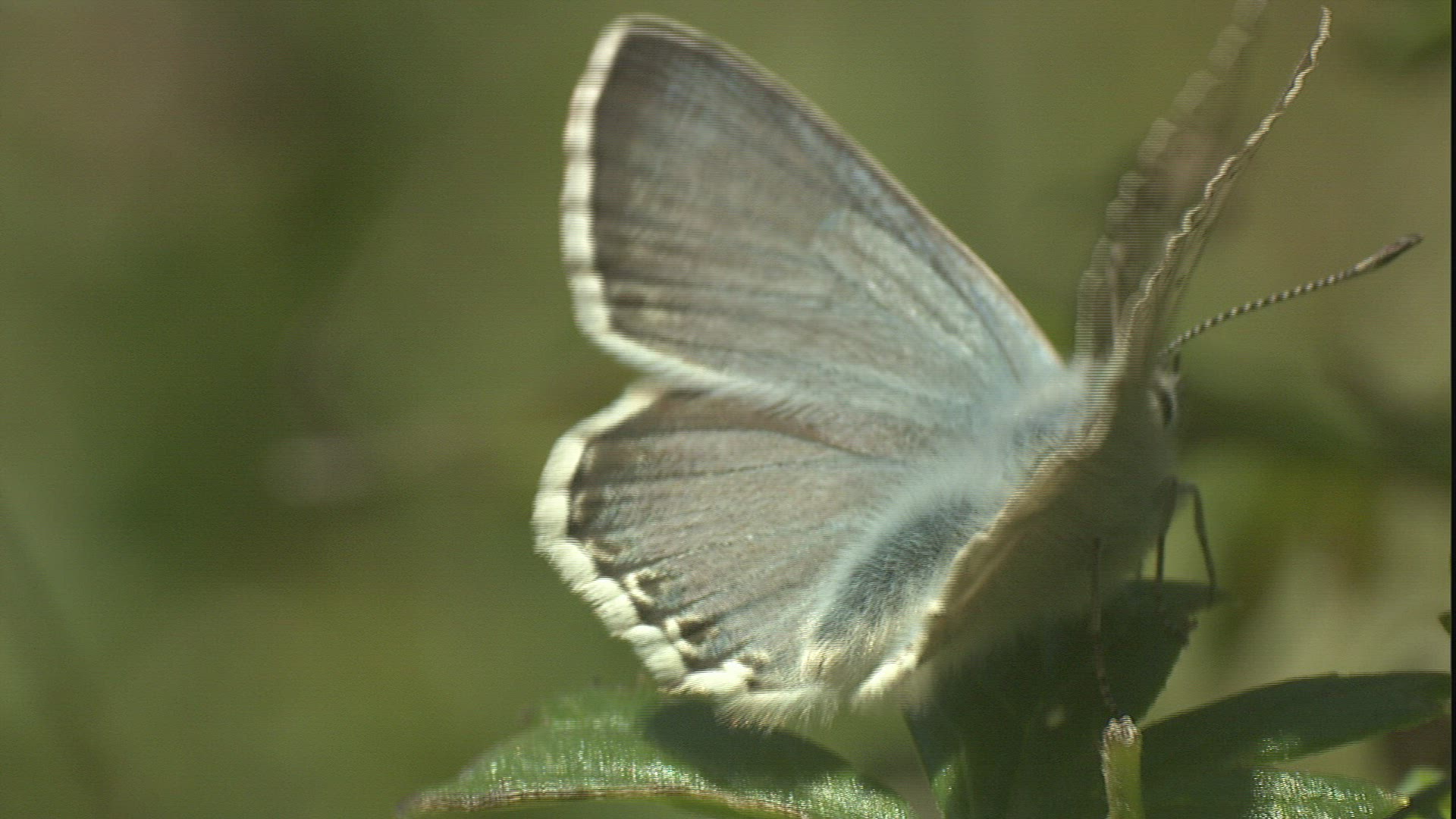 682333920 / Butterfly / Mid Europe