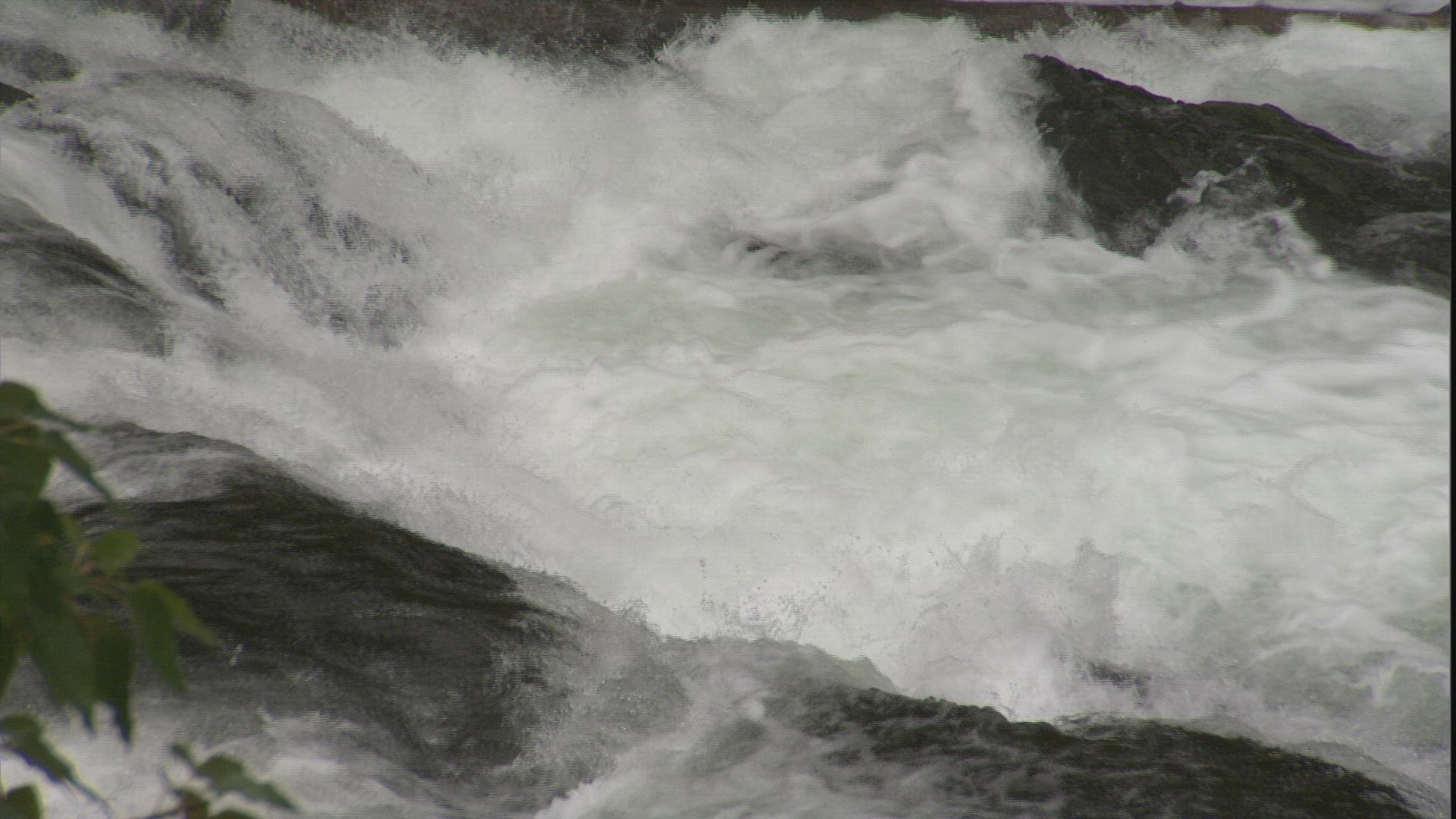 778609740 / Silver Salmon / Fish Migration / Alaska