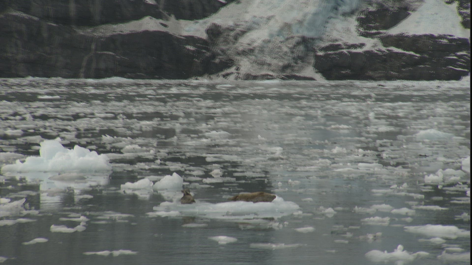 624056603 / Seal / Ice-floe / Passage Canal / Alaska