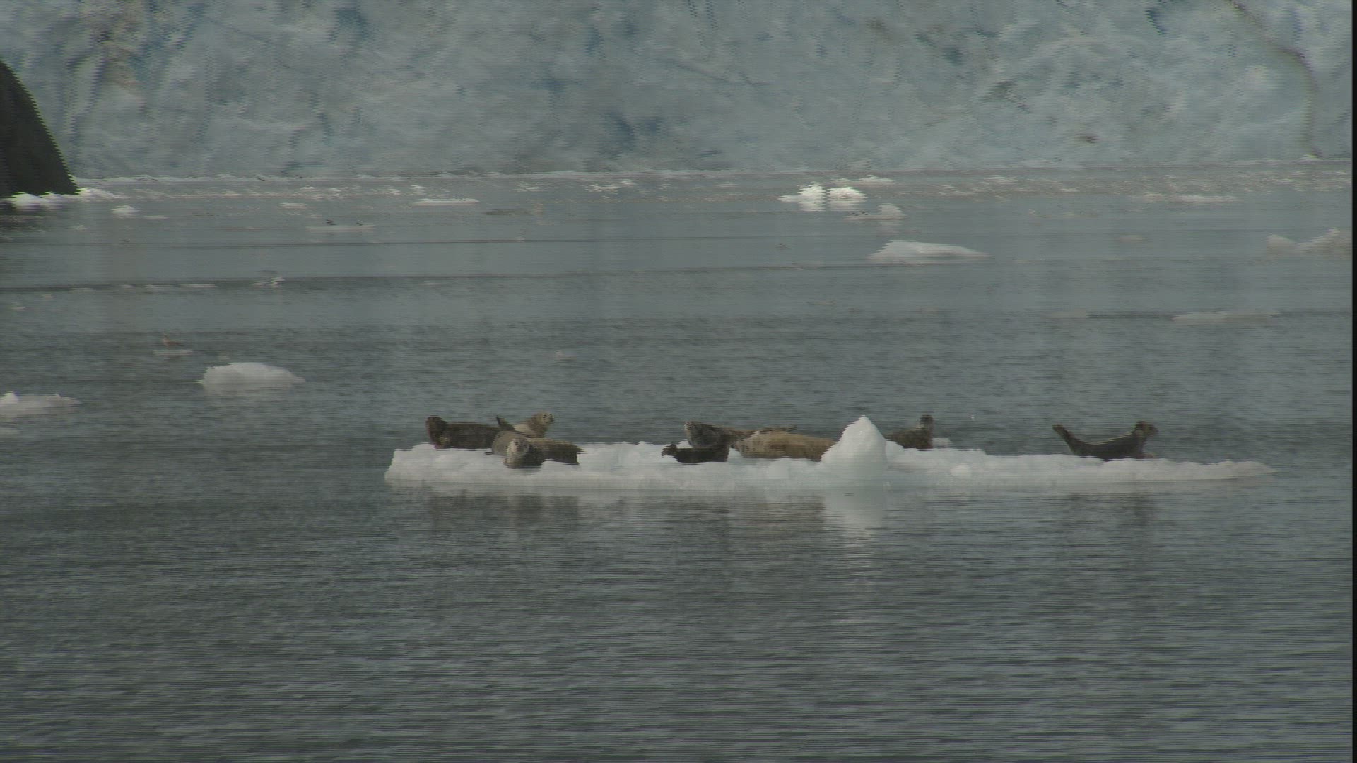 700241938 / Seal / Ice-floe / Passage Canal / Alaska