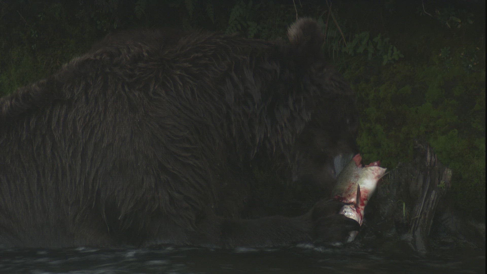879372859 / Grizzly Bear / Eating / Alaska
