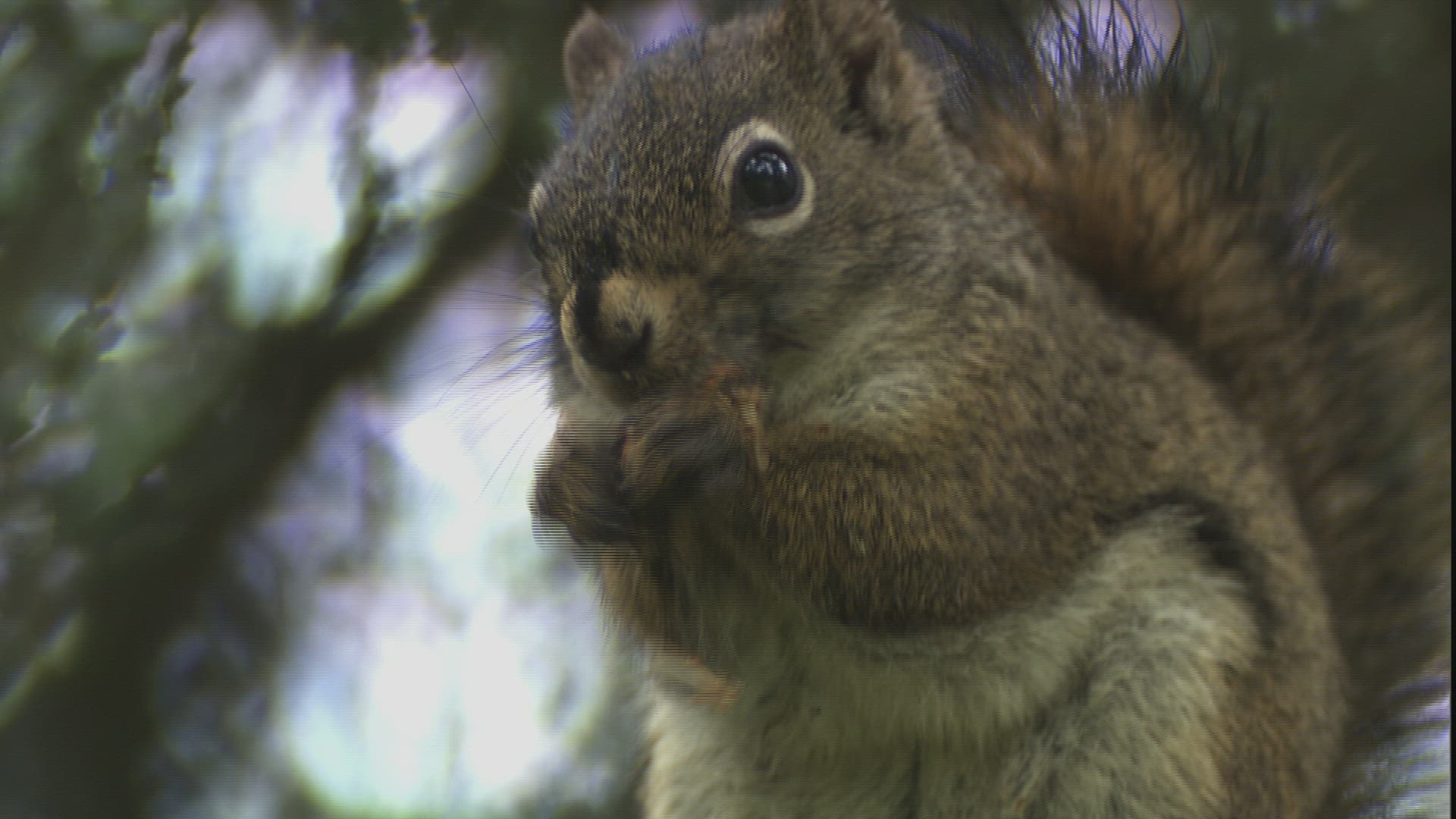 388846981 / Pine Squirrel / Eating