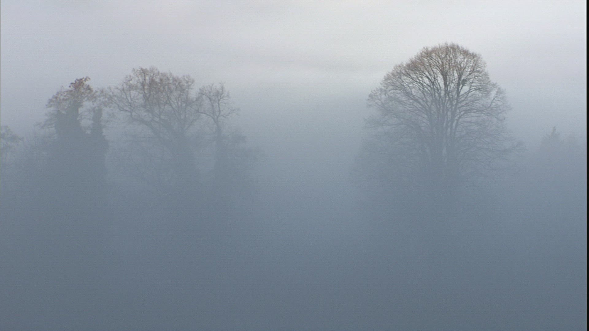 510647639 / Fog / Tree / Silhouette / Germany