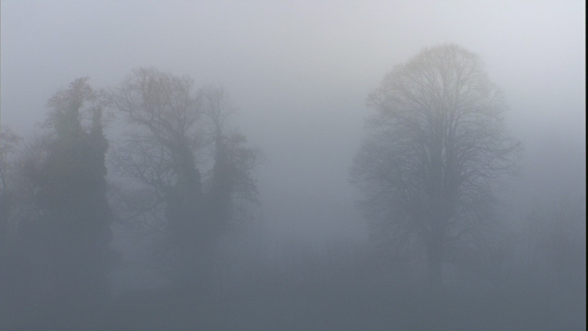382765465 / Fog / Tree / Silhouette / Germany