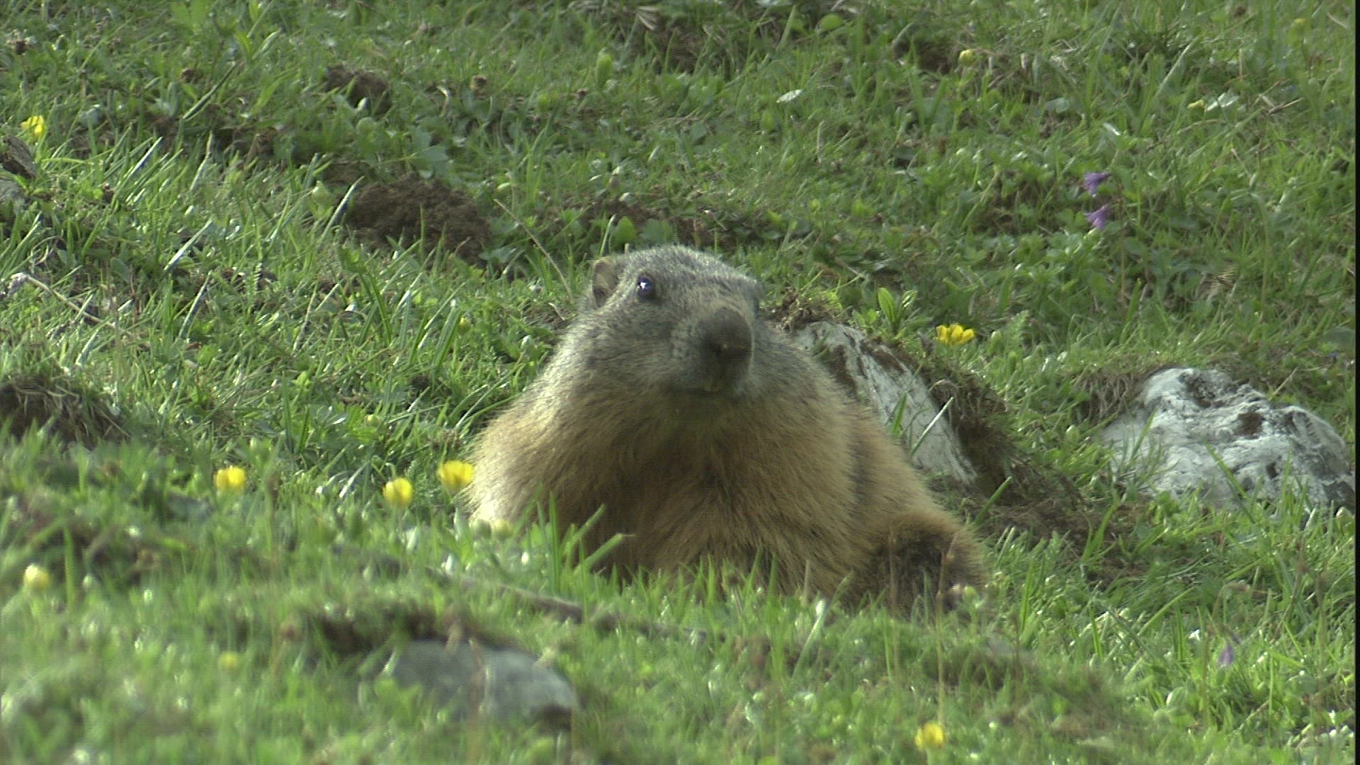 193673883 / Alpine Marmot / Bavaria / Germany