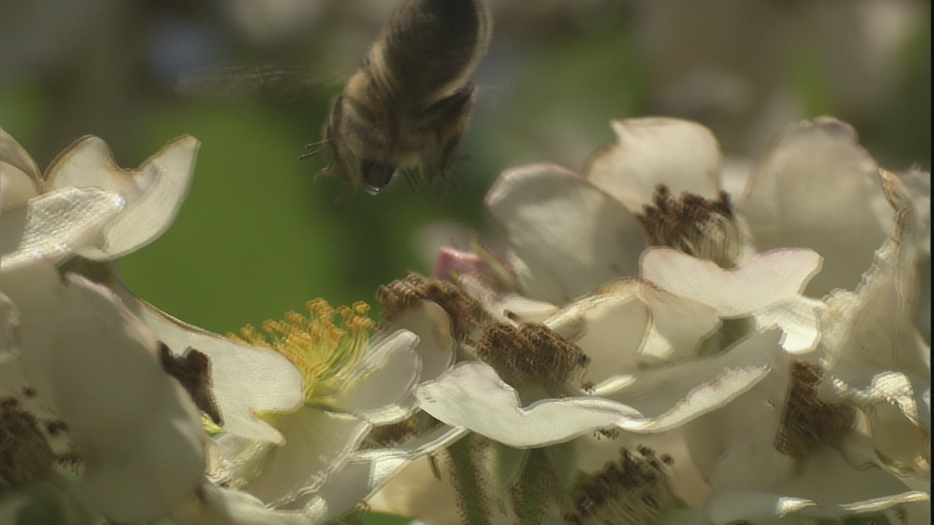 977731389 / Honeybee / Collecting Pollen / Dog Rose