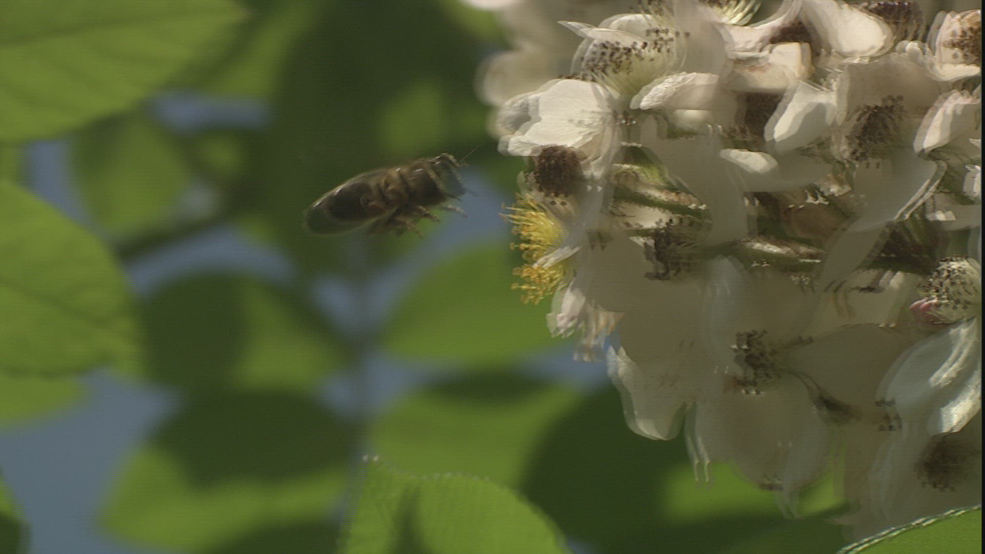 447935406 / Honeybee / Collecting Pollen / Dog Rose