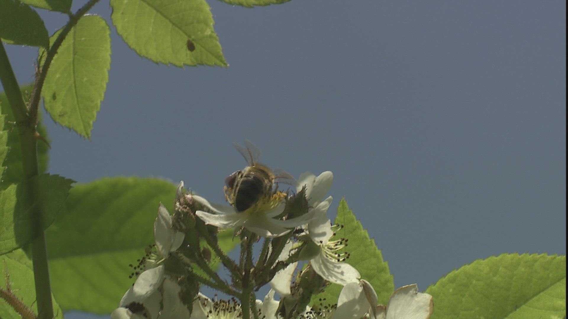 984459271 / Honeybee / Collecting Pollen / Dog Rose