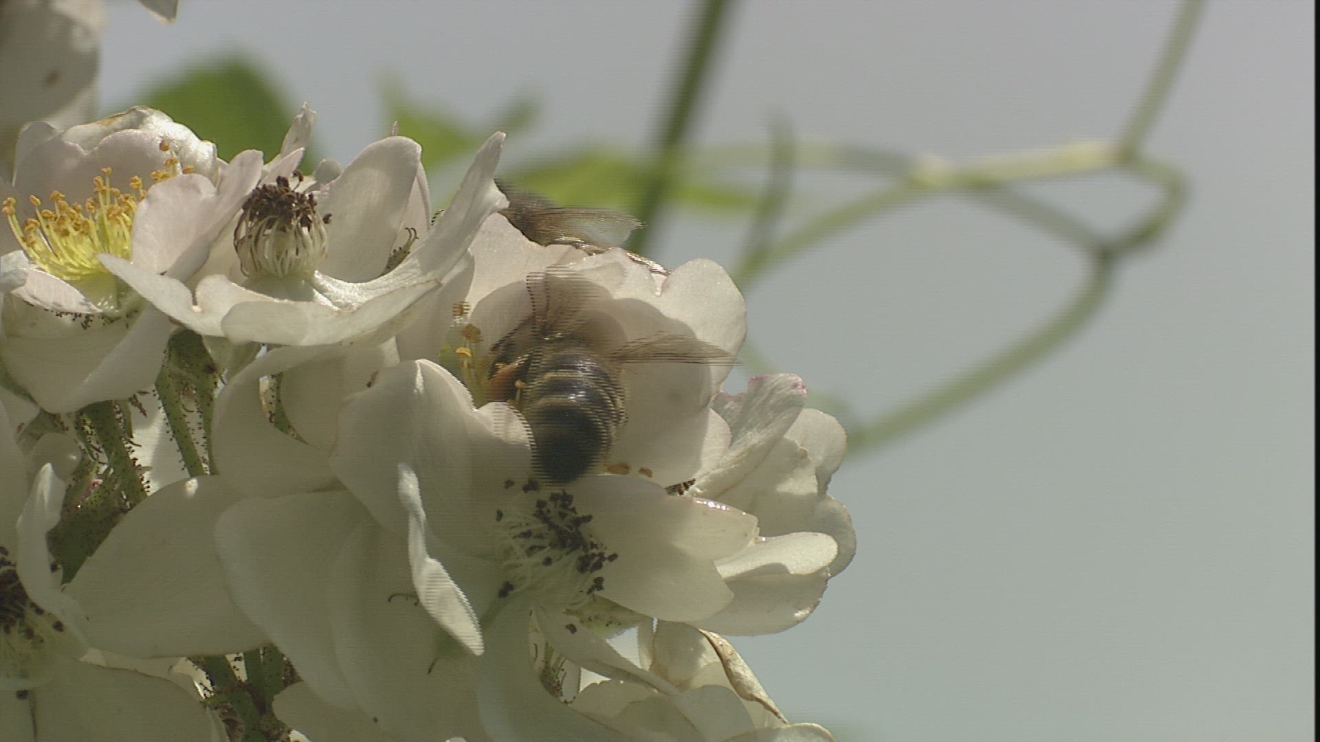 945752092 / Honeybee / Collecting Pollen / Dog Rose