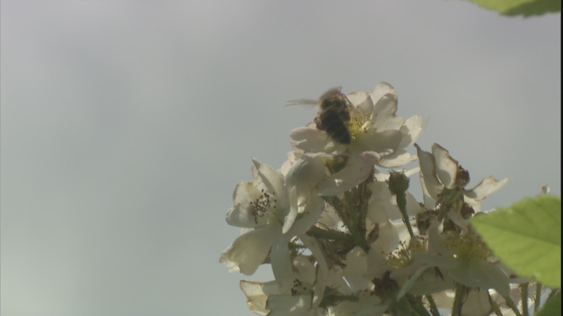 301542160 / Honeybee / Collecting Pollen / Dog Rose