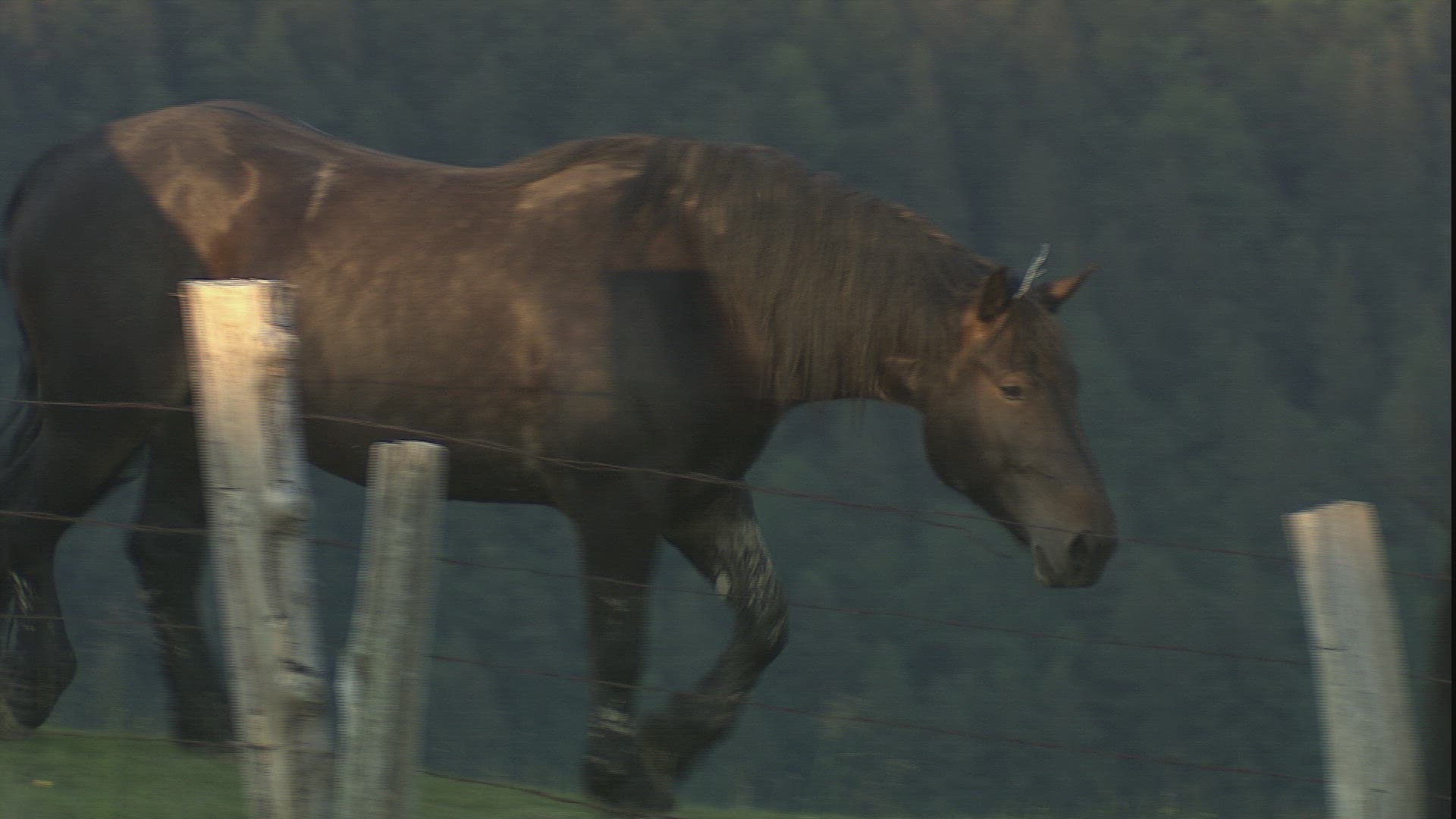 429861511 / Horse / Alp