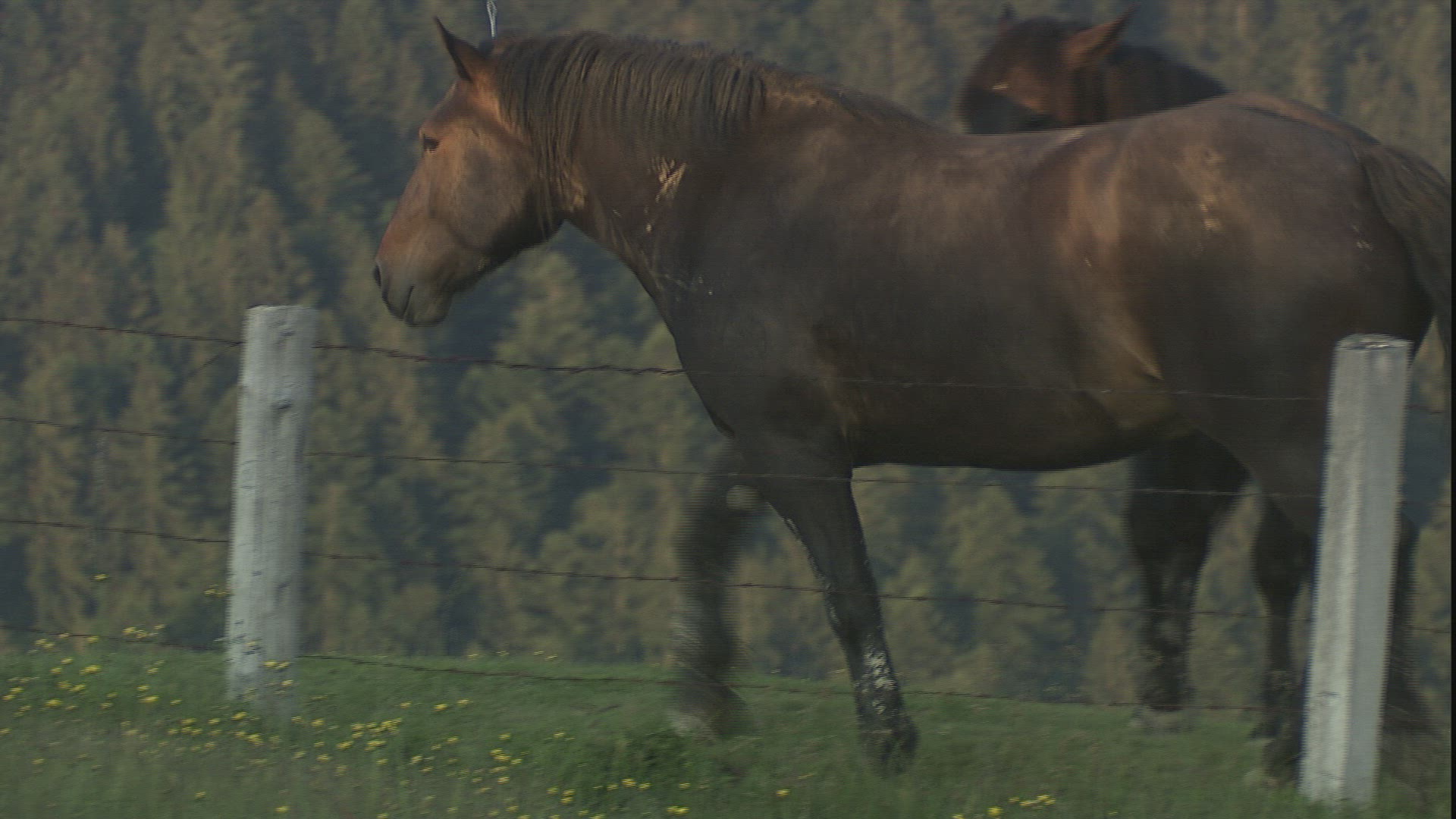 269855198 / Horse / Alp