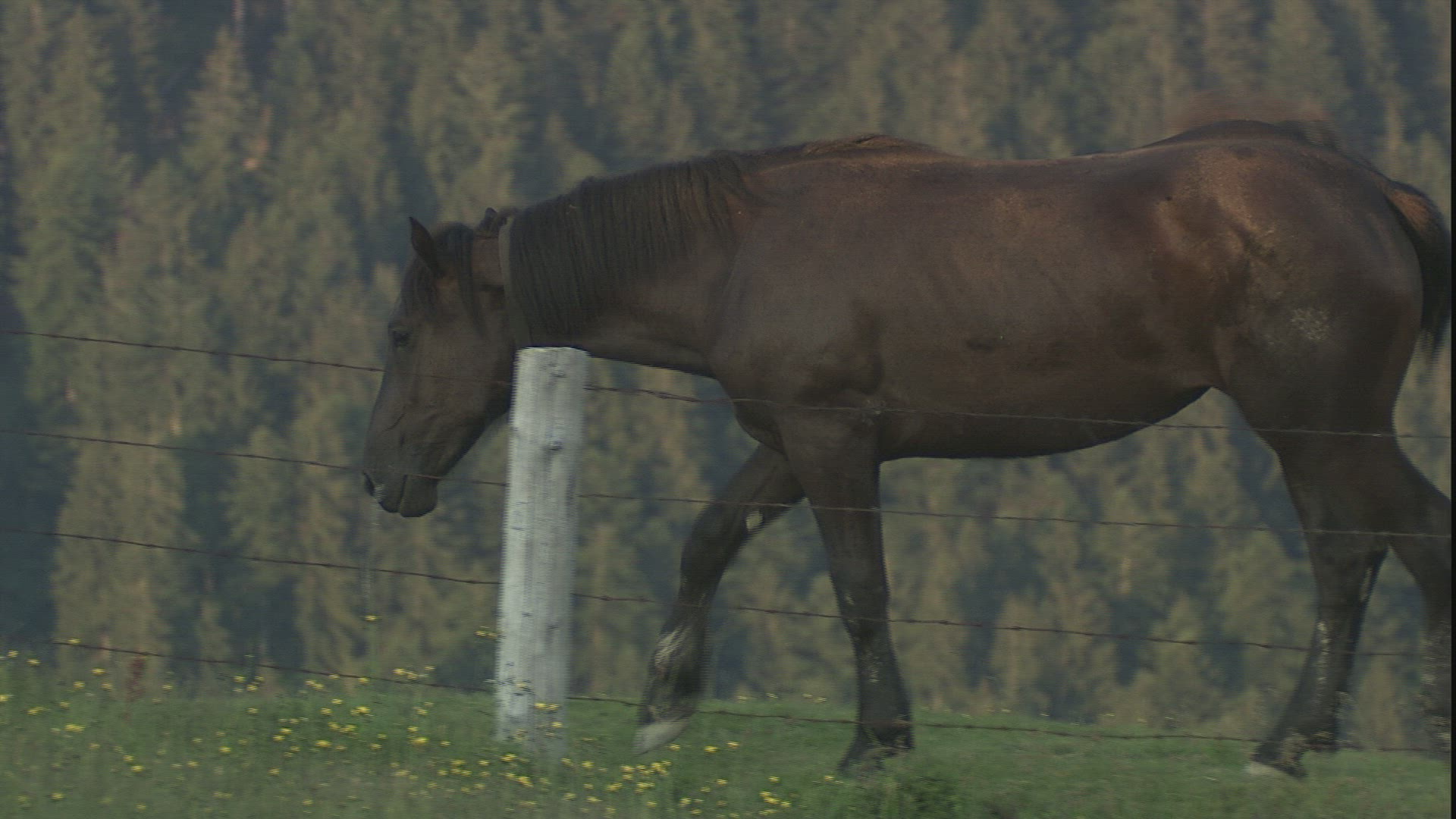 473288655 / Horse / Alp