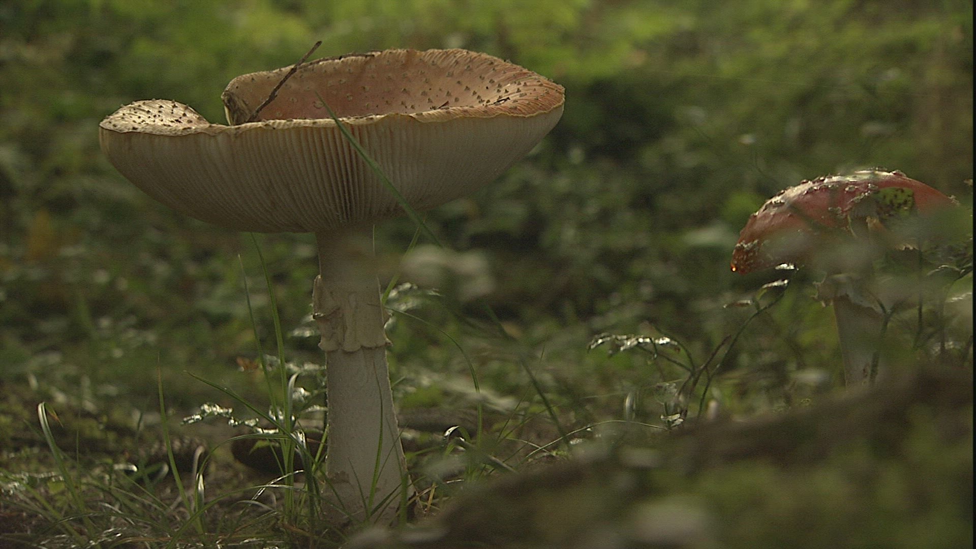 801338047 / Blusher / Mushroom / Forest Soil
