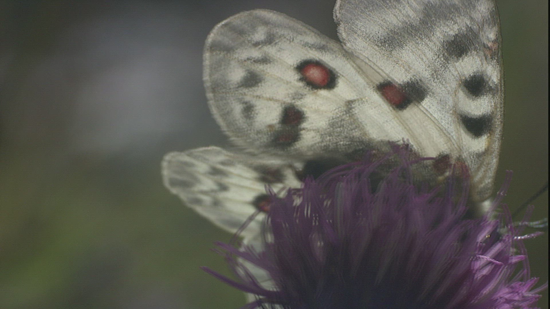 209310237 / Phoebus Apollo / Collecting Pollen / Austria
