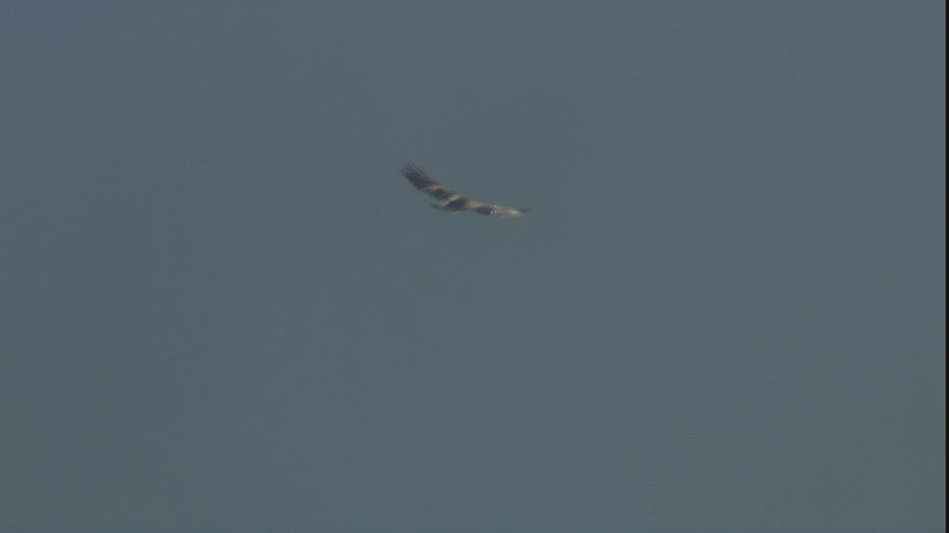 762977966 / Goshawk / Flying / Gliding / Austria