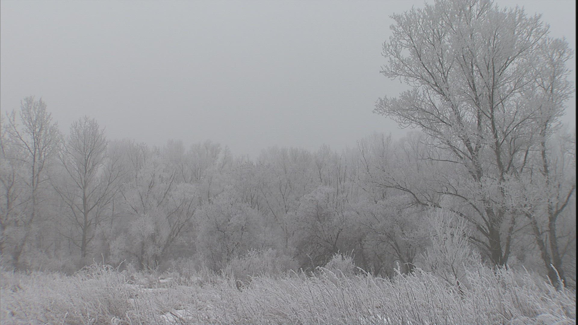205529268 / Frost / Winter