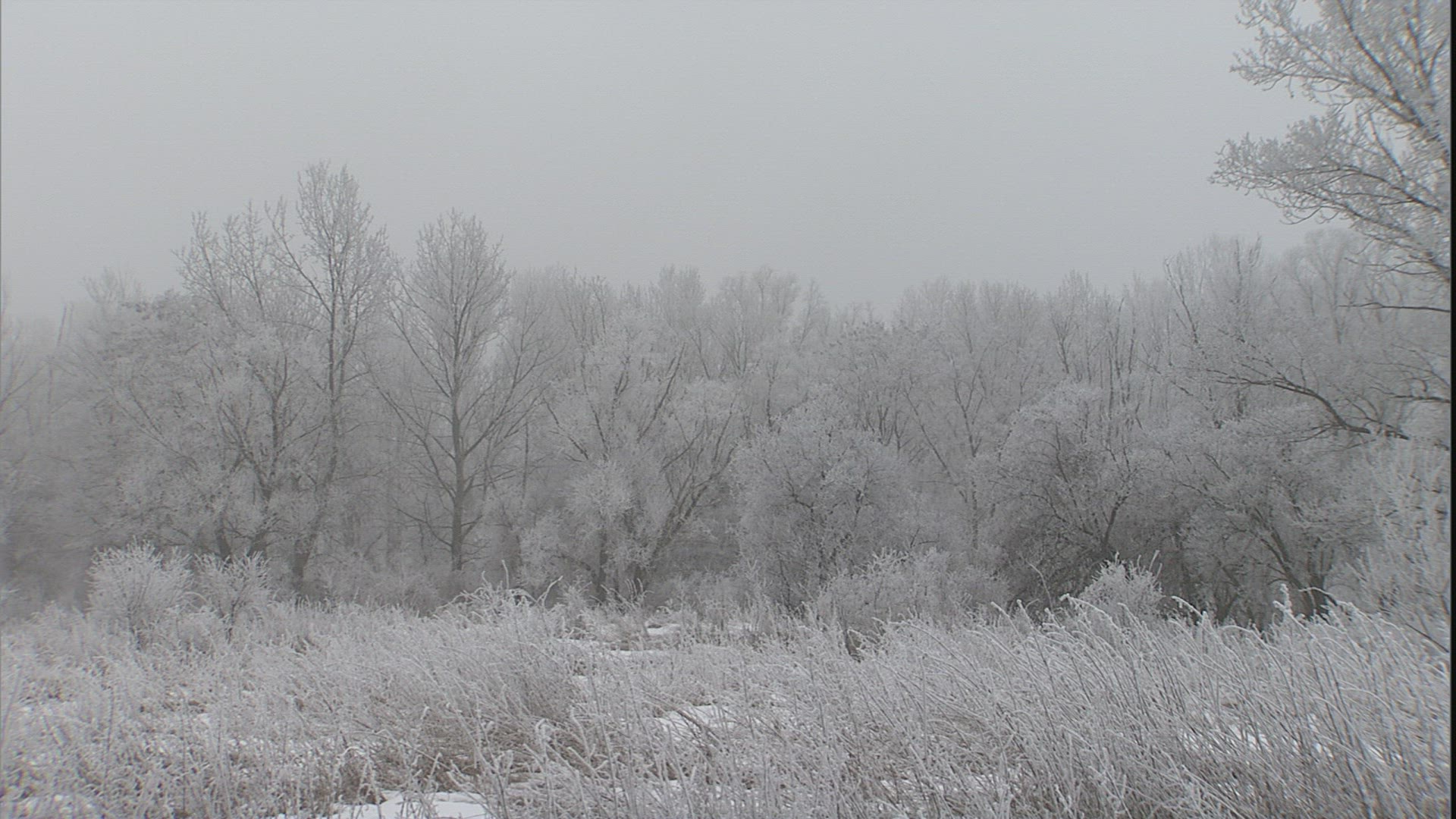 368758935 / Frost / Winter