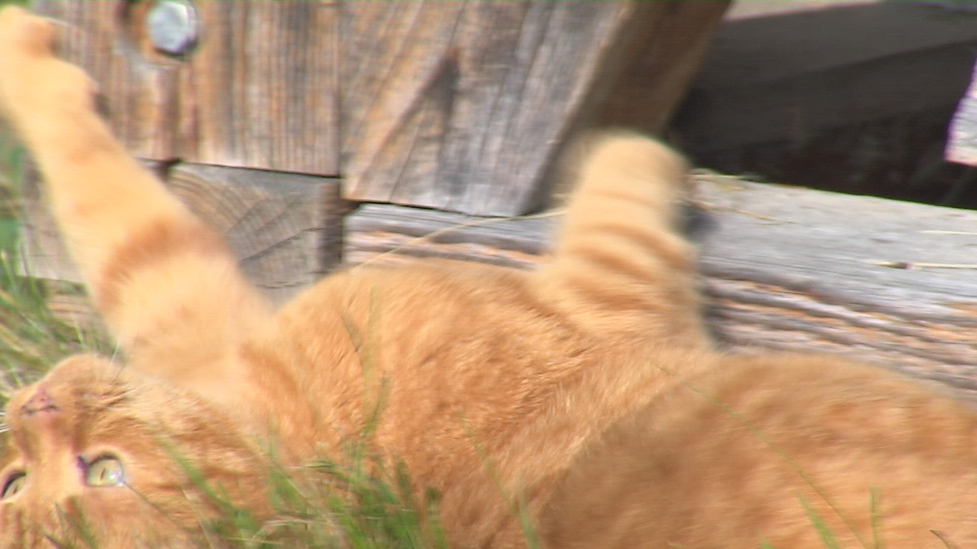 121585769 / Cat of Prey / Germany