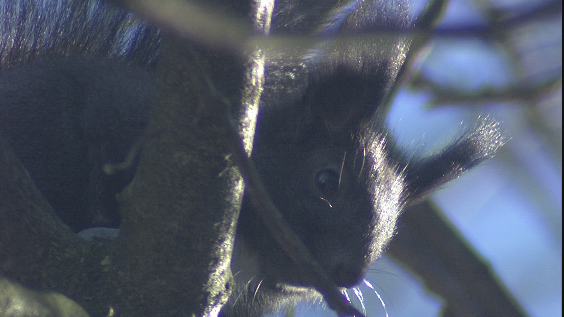 952041866 / Squirrel / Limb