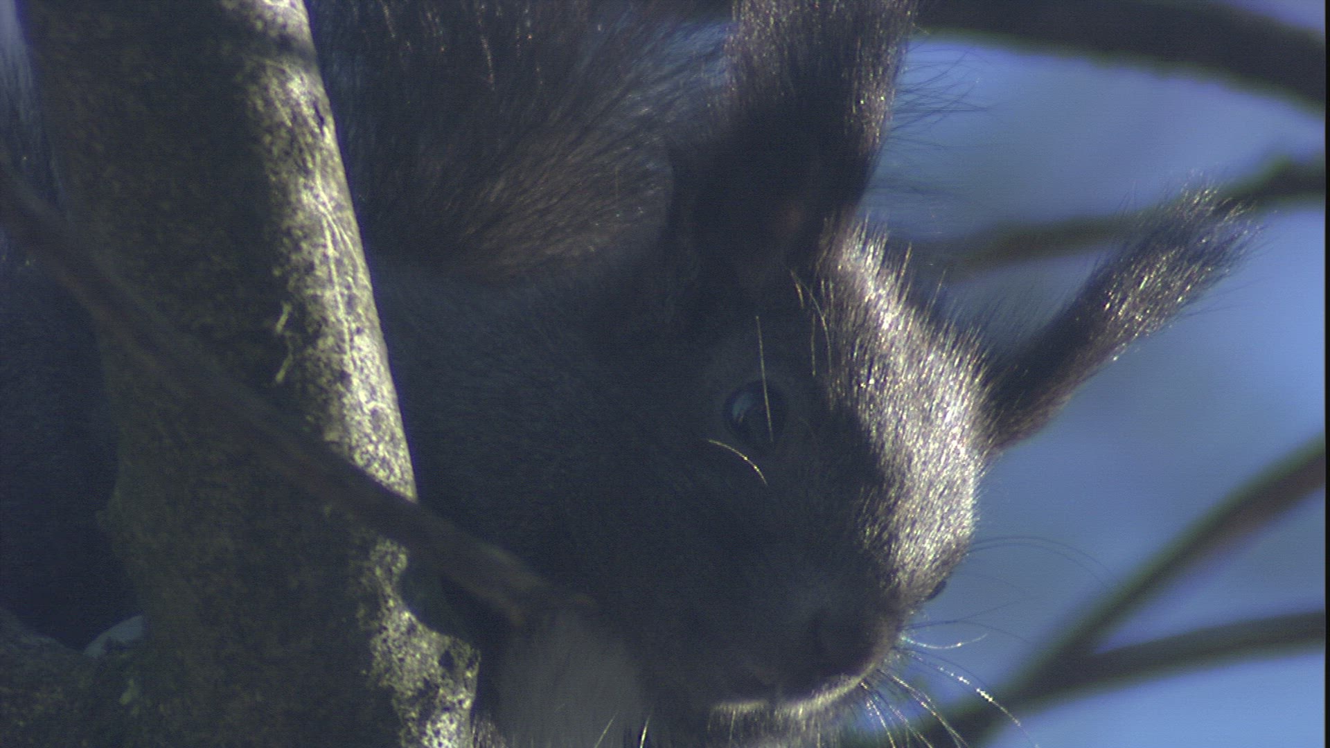 325124652 / Squirrel / Limb