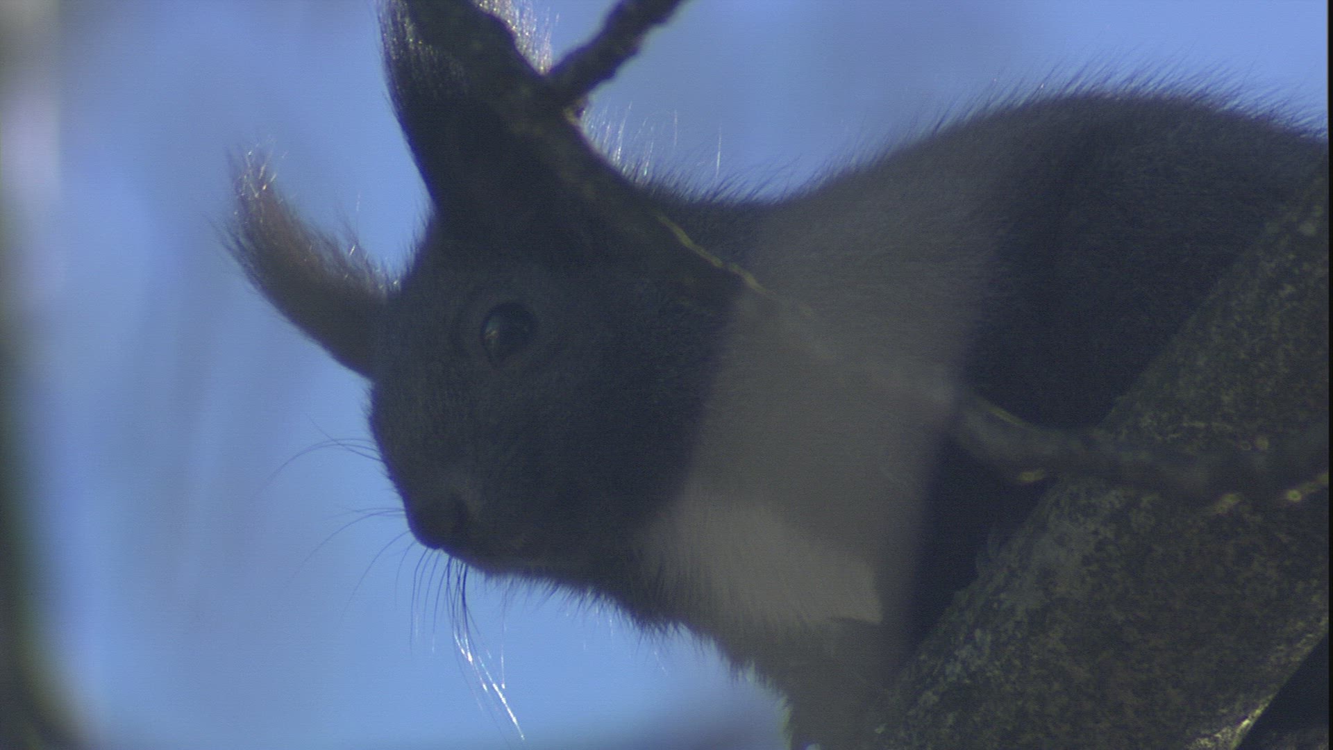345869021 / Squirrel / Limb