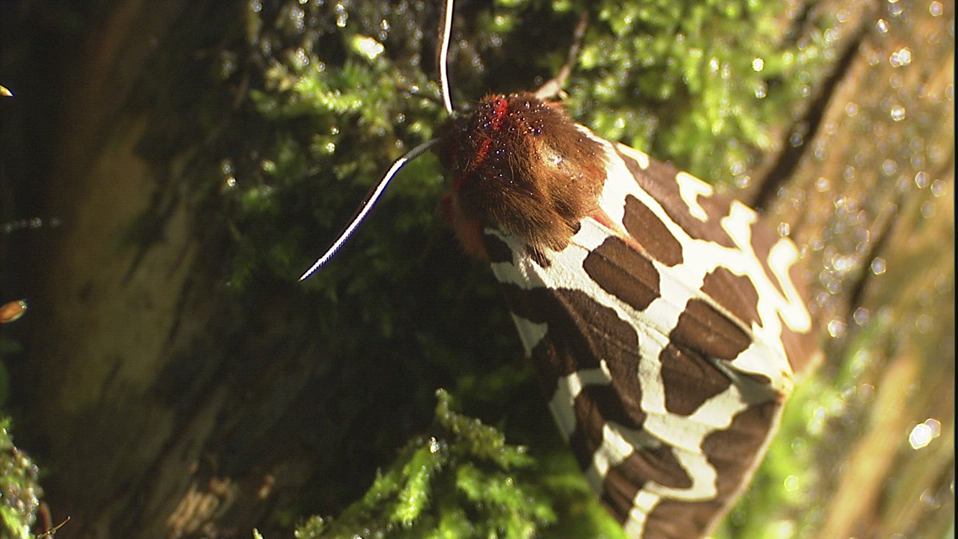 273501331 / Garden Tiger Moth / Butterfly / Stem