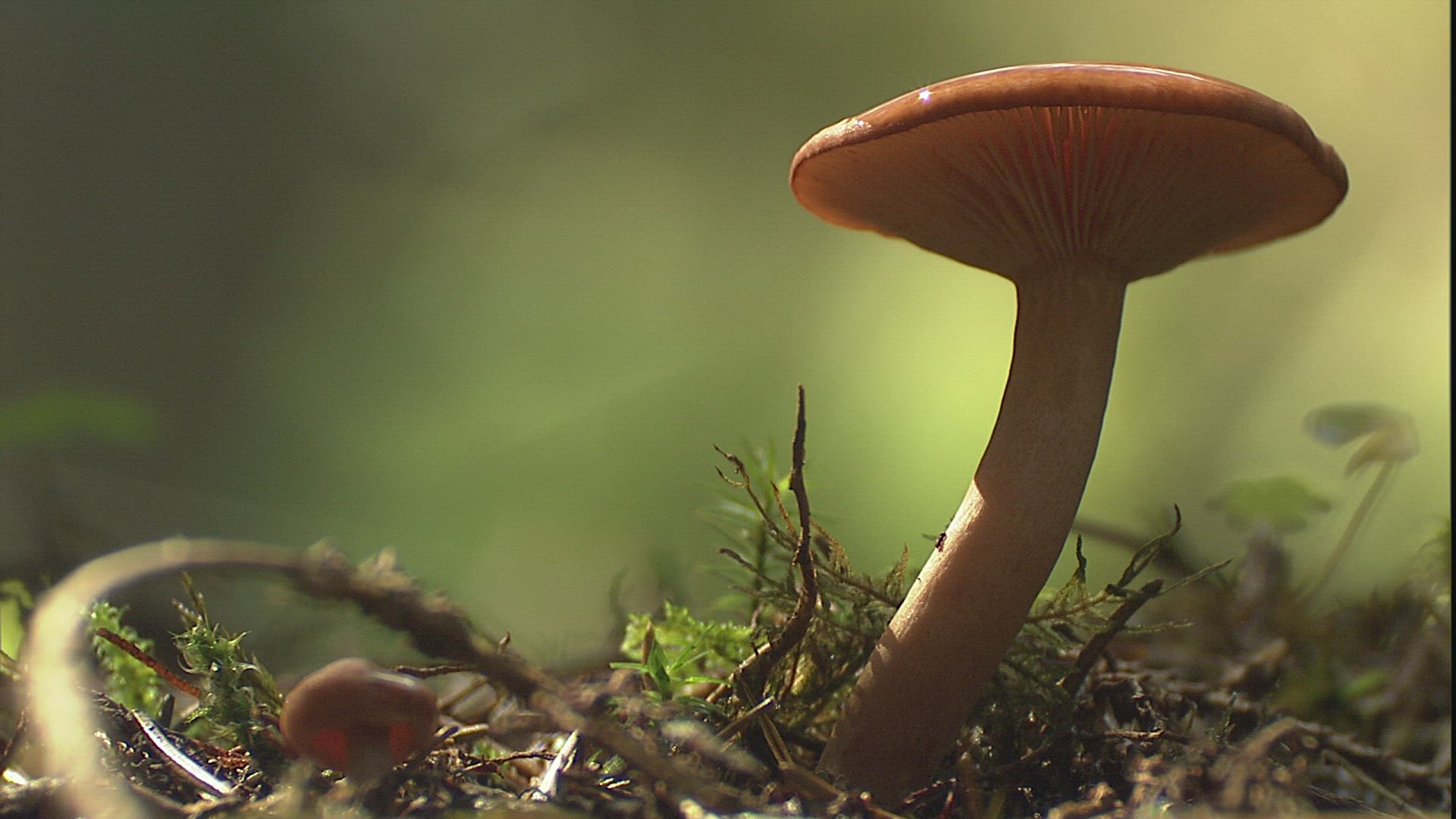 985646834 / Blusher / Mushroom / Forest Soil