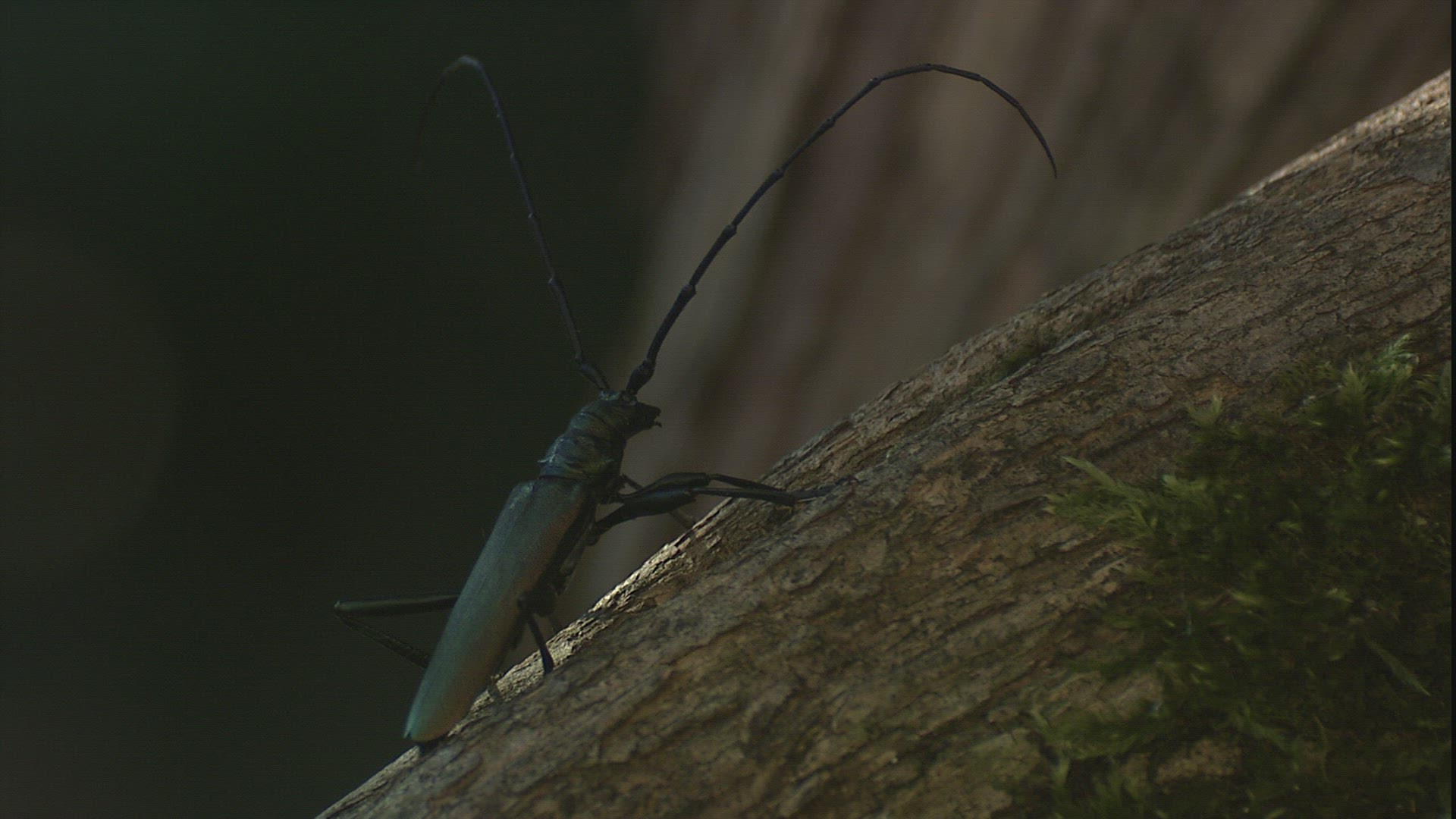 169572294 / Longhorn Beetle / Plant