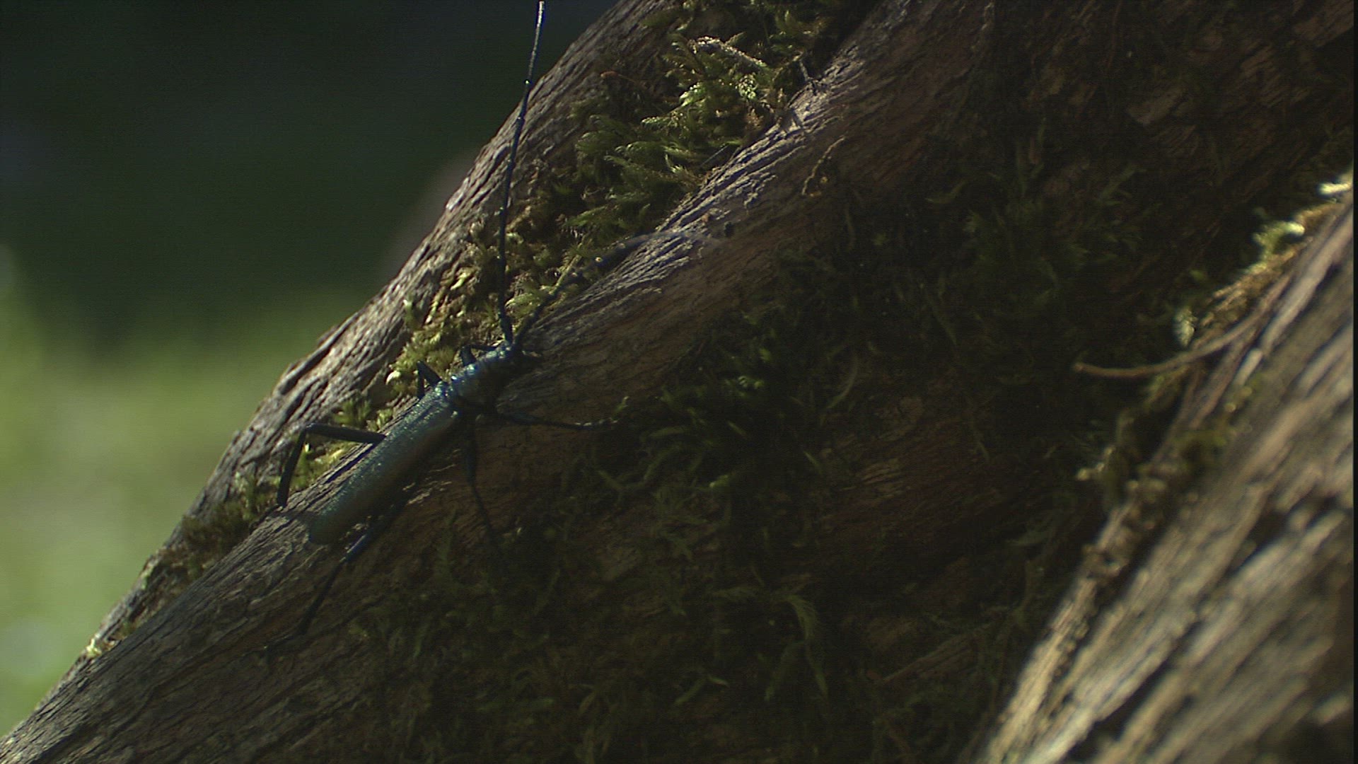 580404471 / Longhorn Beetle / Plant