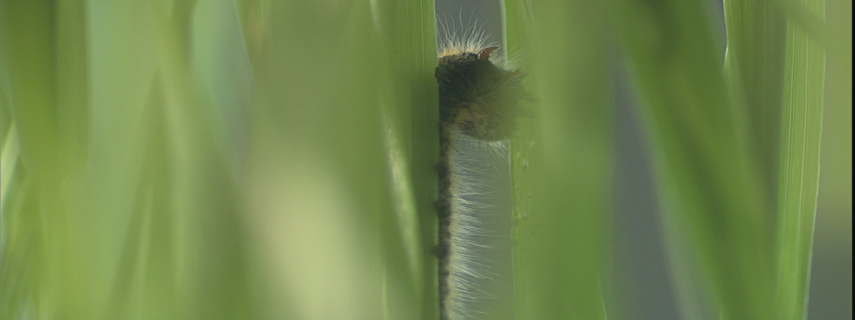 655537535 / Caterpillar / Leaf / Eating