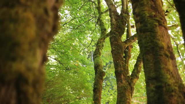 Forestdolly_2.mov