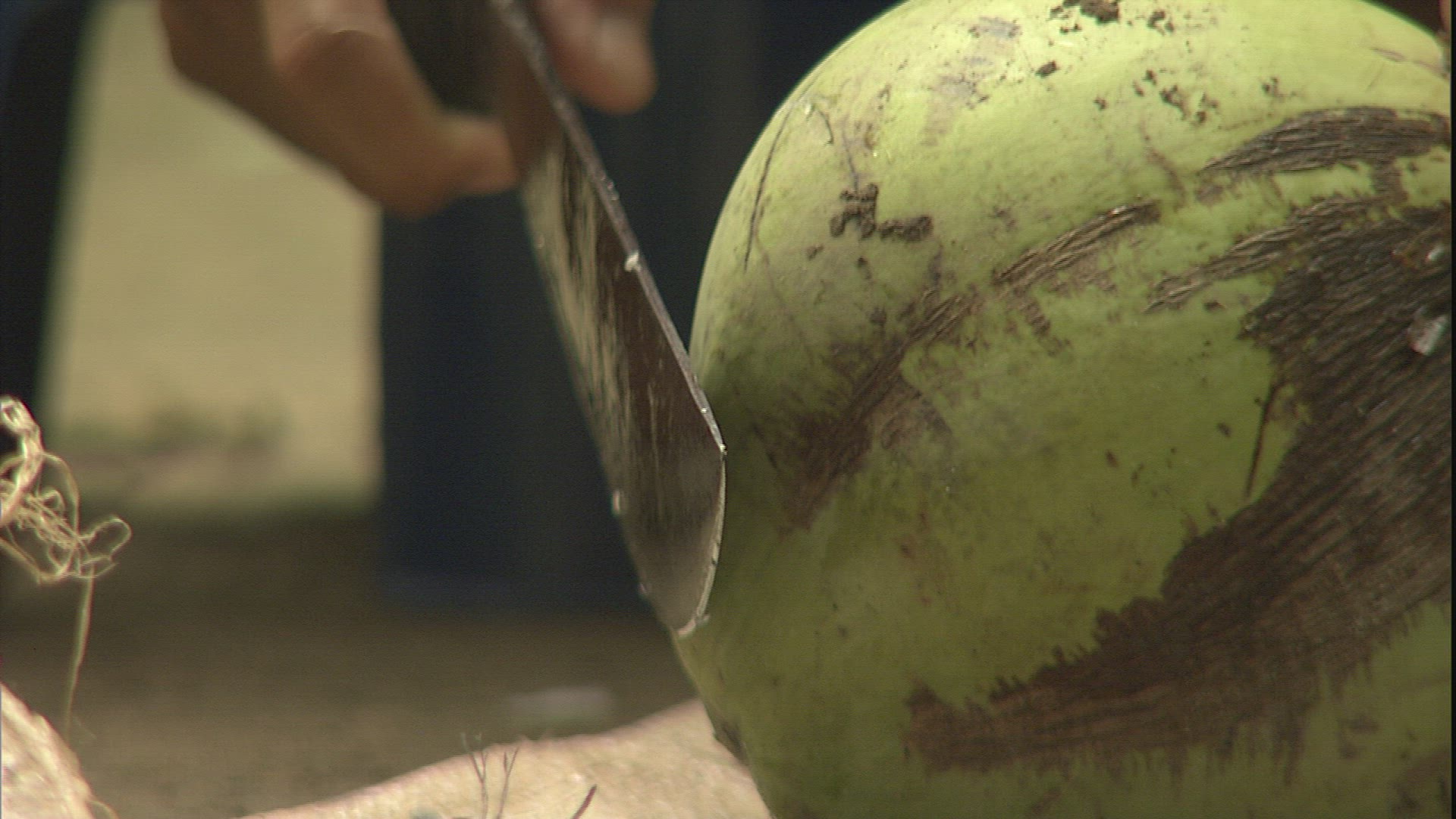 455497021 / Coconut / Harvest / Philippines