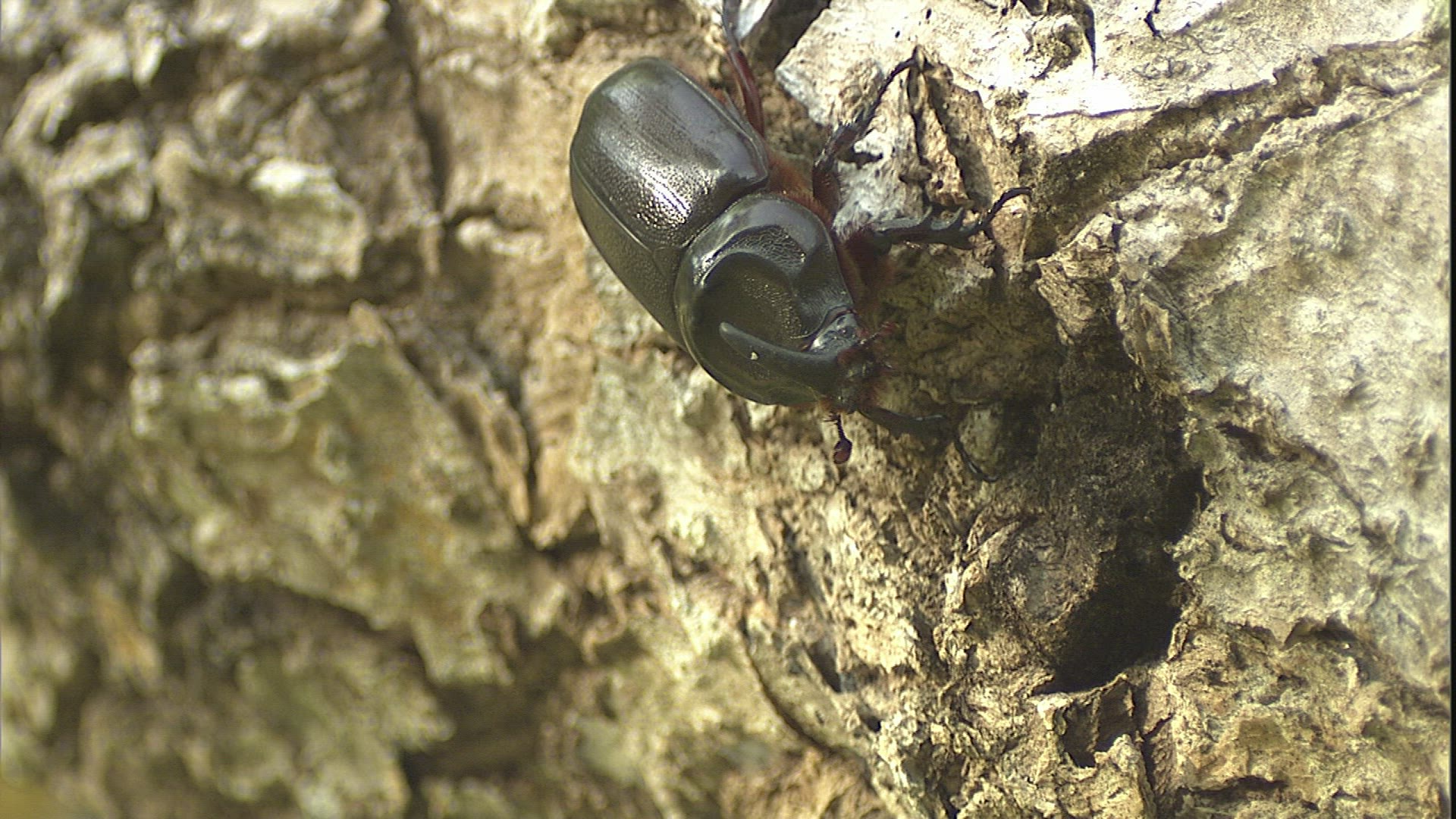 236626552 / European Rhinoceros Beetle / Crawling / Philippines