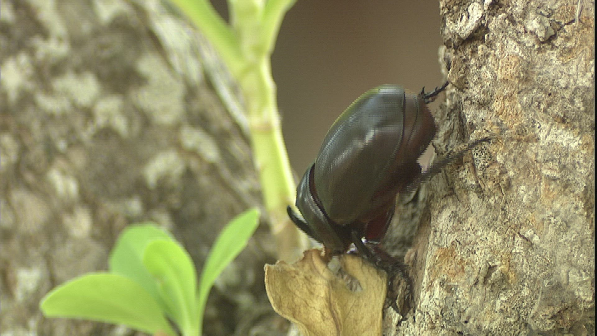 787947835 / European Rhinoceros Beetle / Crawling / Philippines