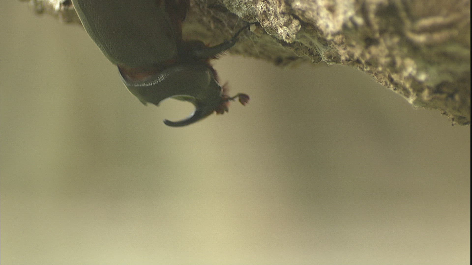 348806080 / European Rhinoceros Beetle / Crawling / Philippines