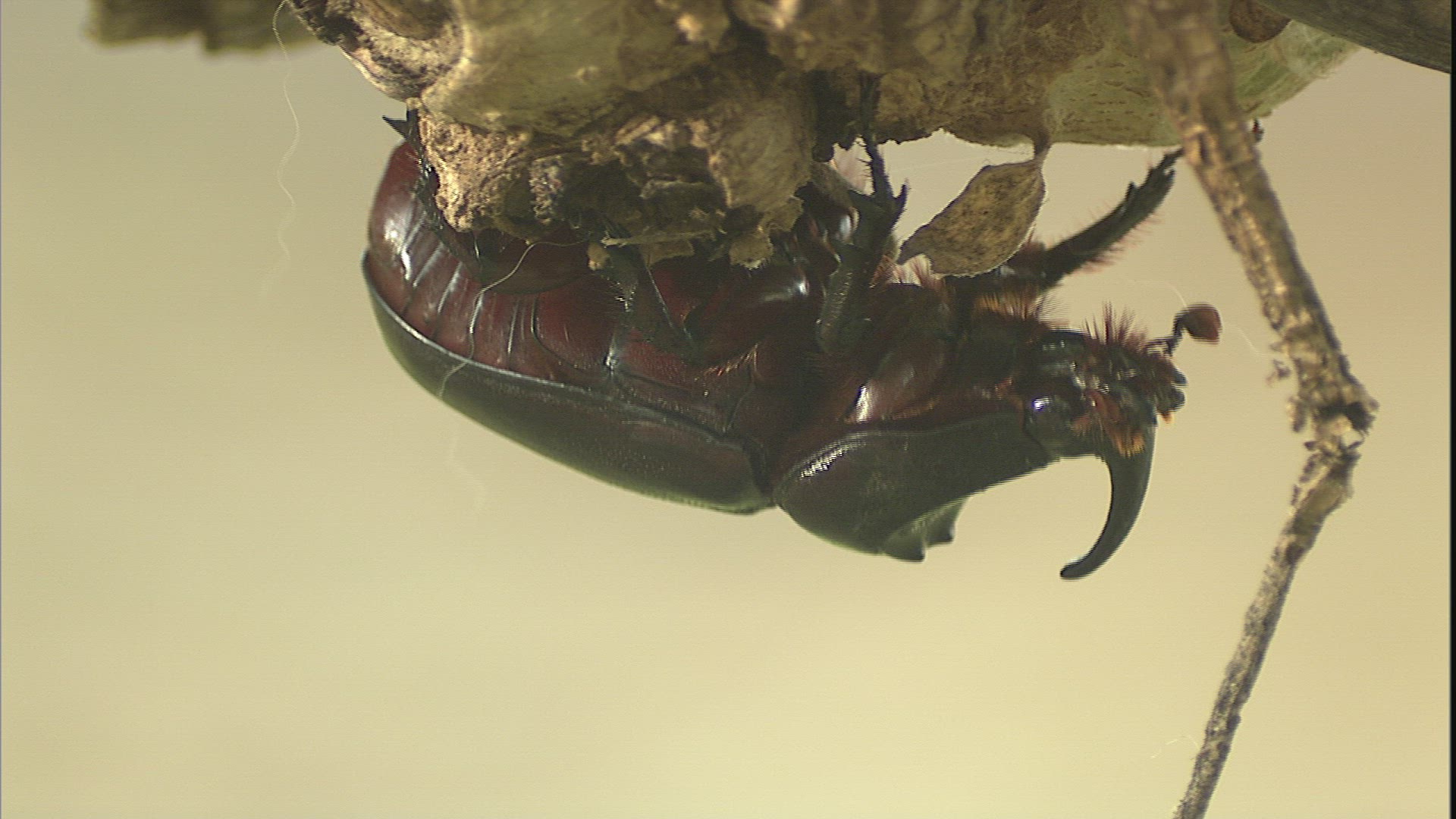 258891193 / European Rhinoceros Beetle / Crawling / Philippines