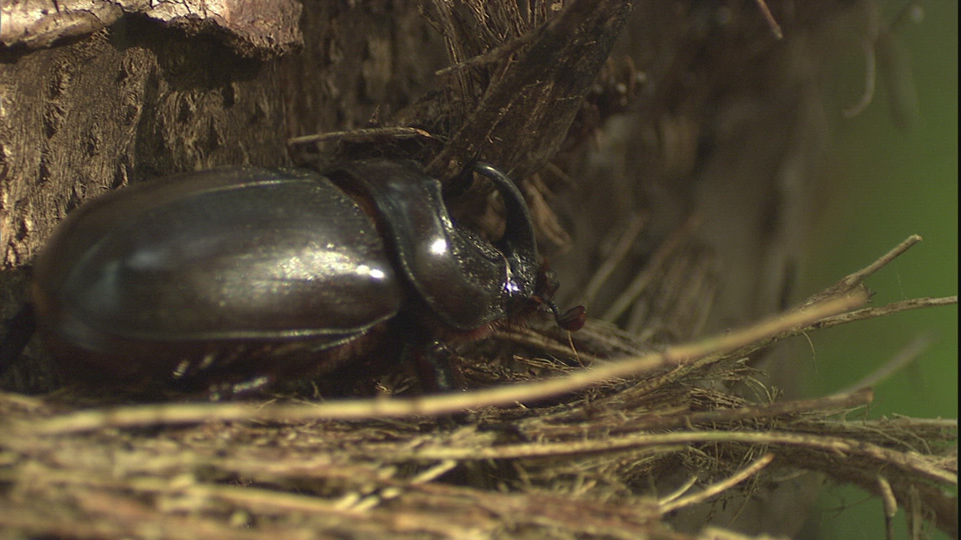 123167378 / European Rhinoceros Beetle / Crawling / Philippines