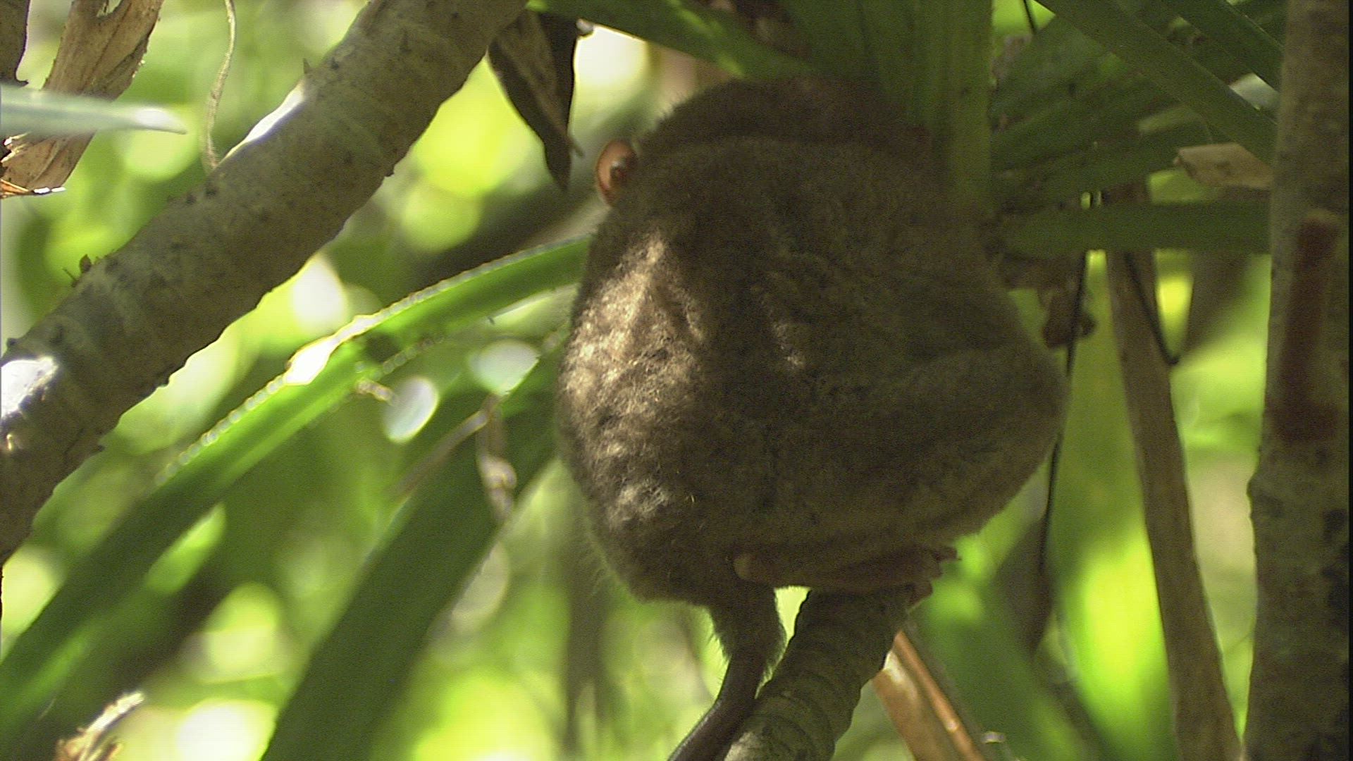 470812492 / Tarsier / Limb / Philippines