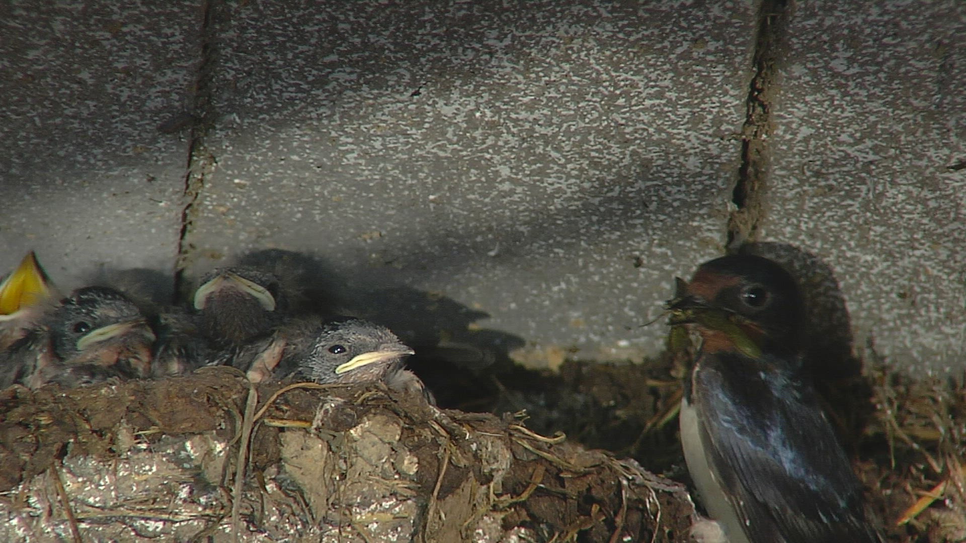 154385586 / Swallow / Feeding / Chiemgau