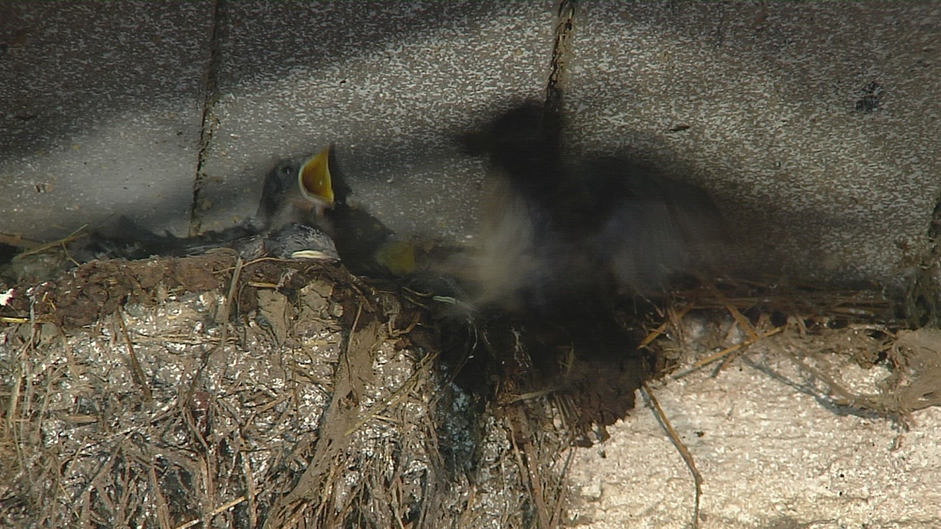 832170035 / Swallow / Feeding / Chiemgau