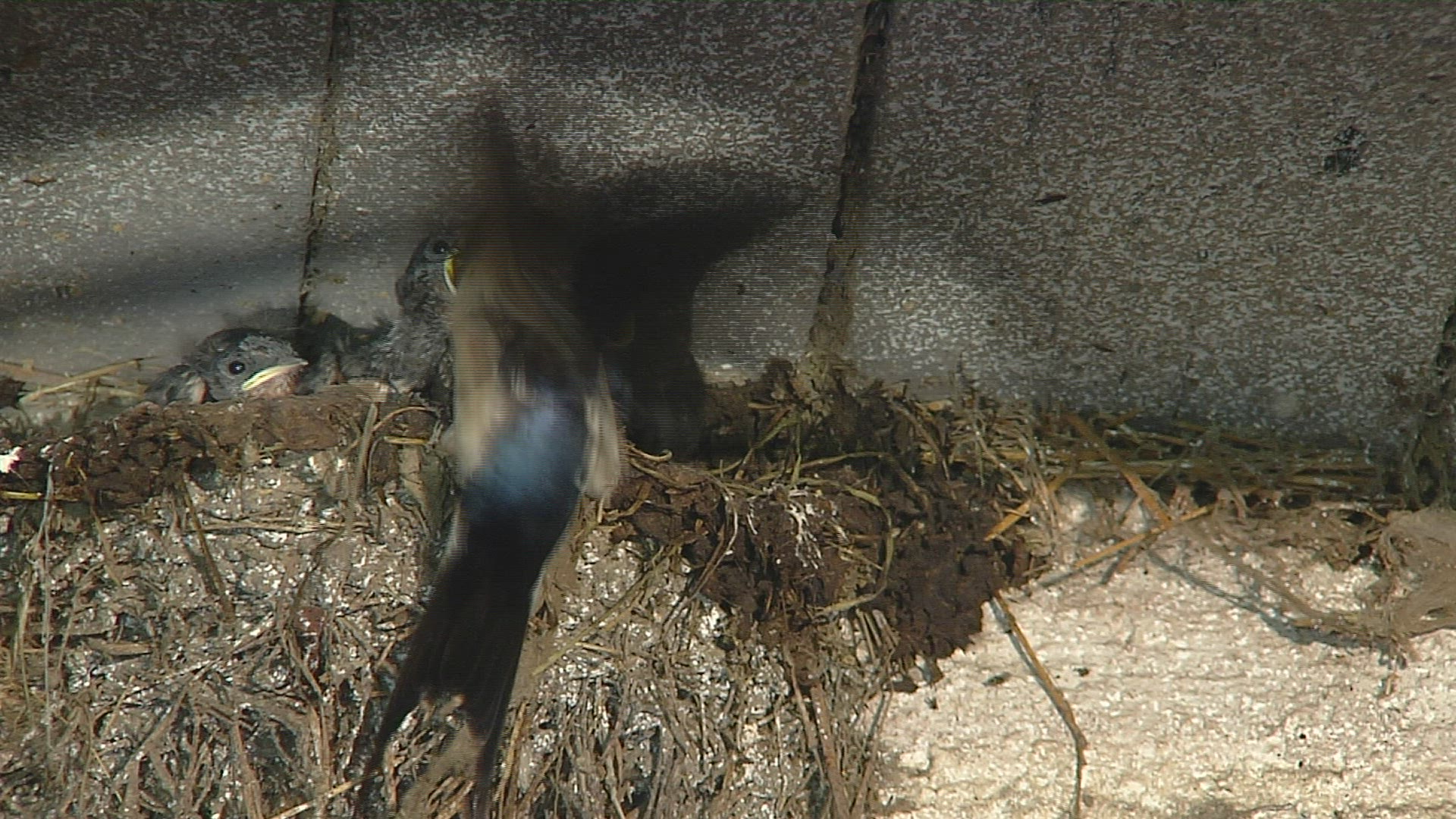 753777954 / Swallow / Feeding / Chiemgau