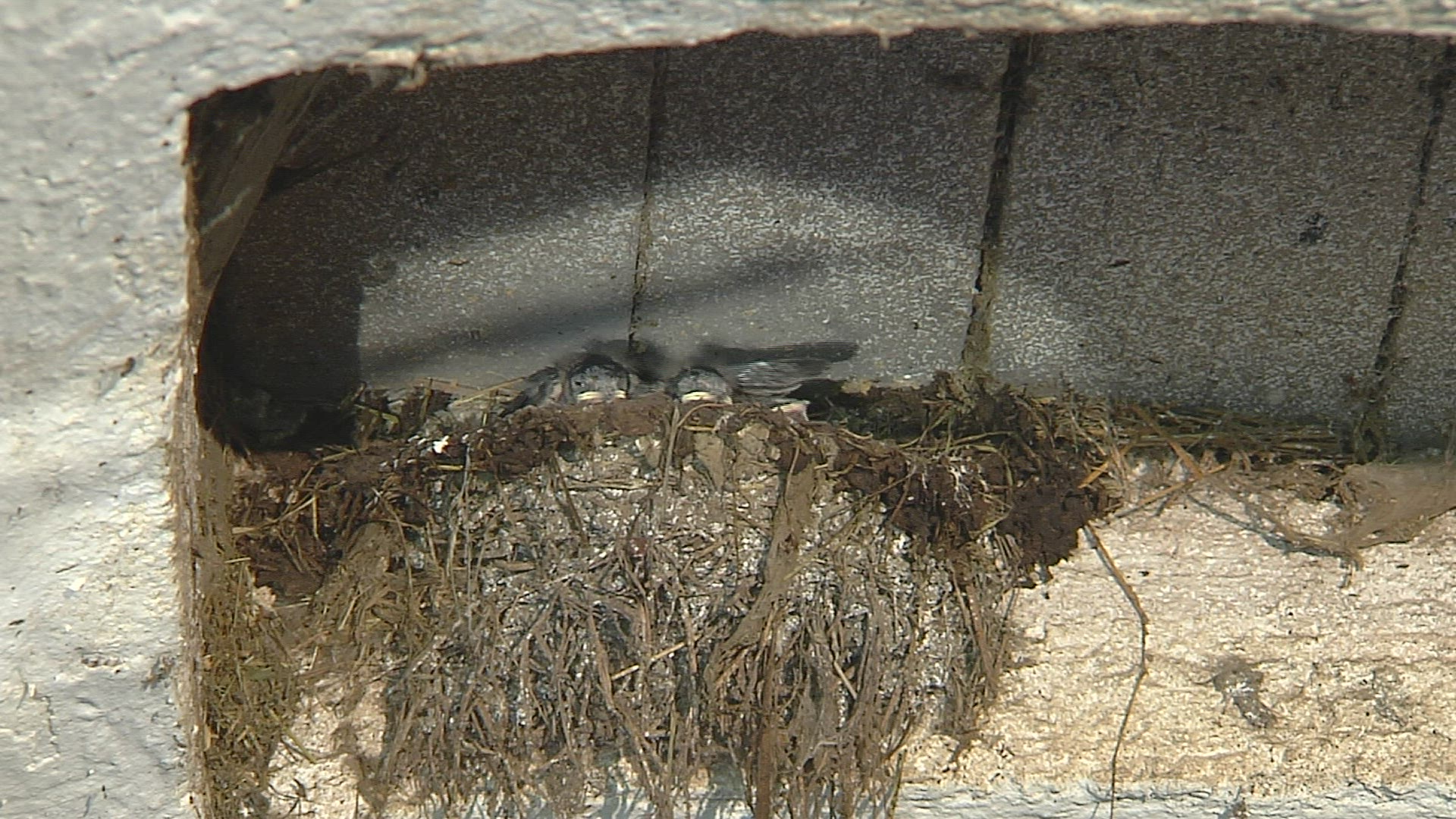 477560574 / Swallow / Feeding / Chiemgau