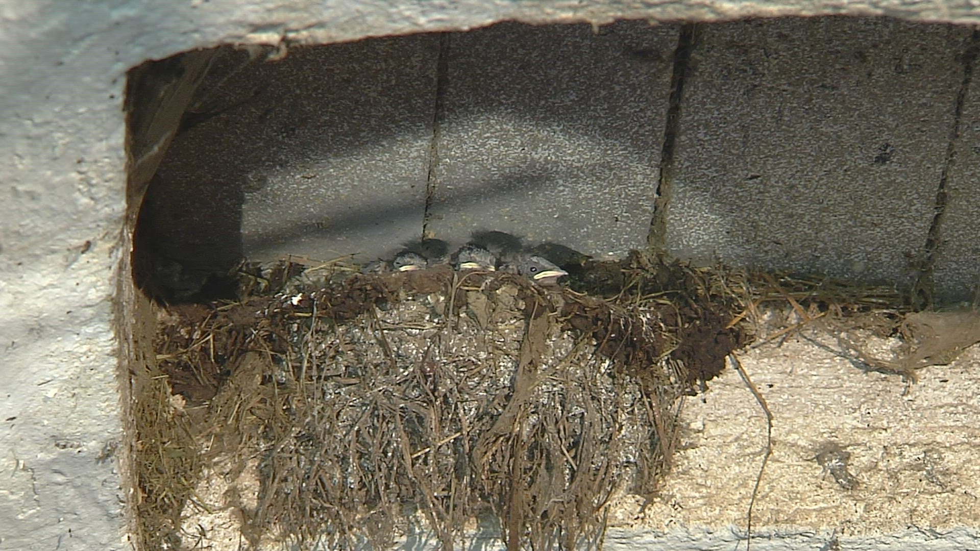 290923131 / Swallow / Feeding / Chiemgau