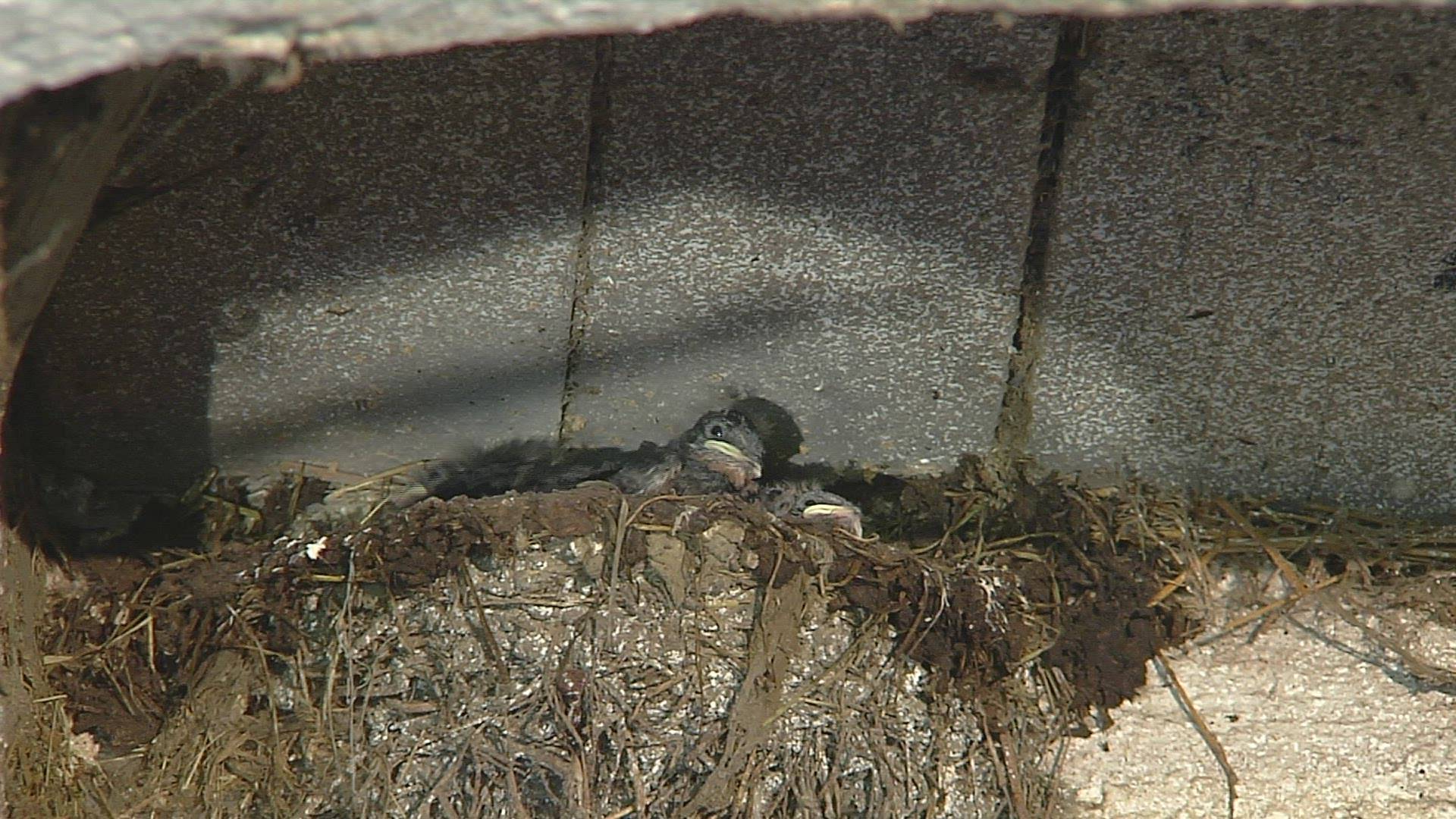 236302755 / Swallow / Feeding / Chiemgau