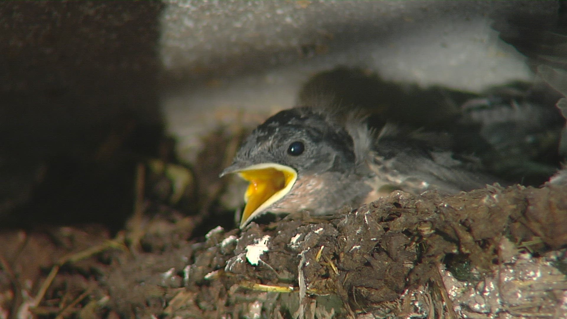 741147884 / Swallow / Hunger / Chiemgau